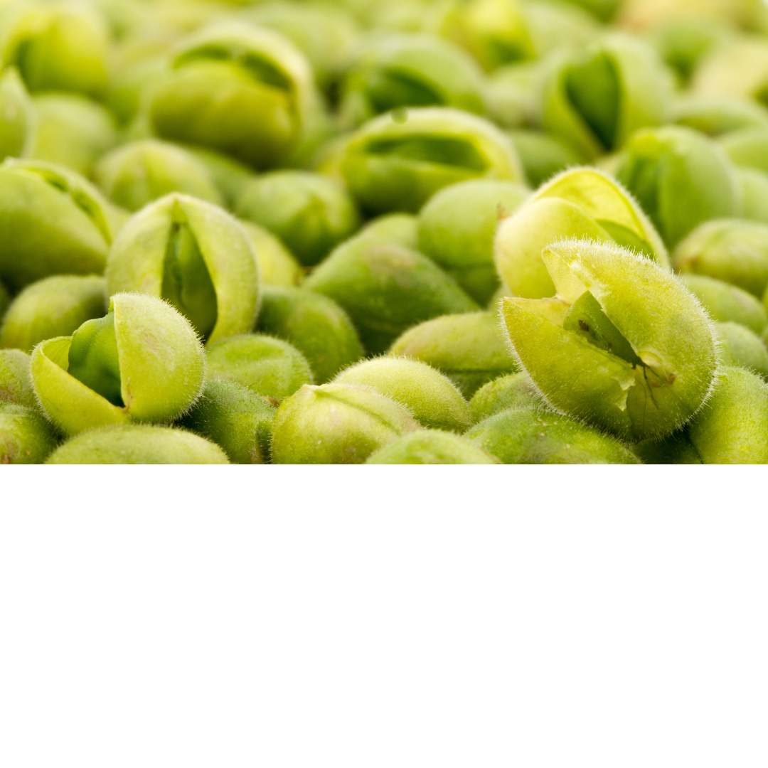 Fresh Choliya (Green Chickpeas / Green Chana)-1kg